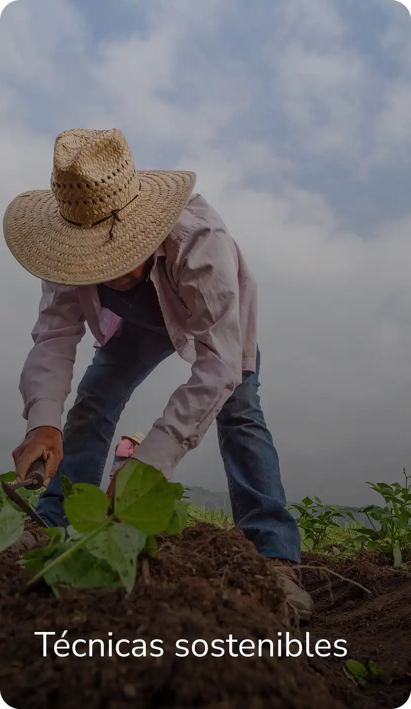 Asesoría técnica especializada INCOAGRI Group soluciones agrícolas pecuarias y ambientales que incrementan la rentabilidad.