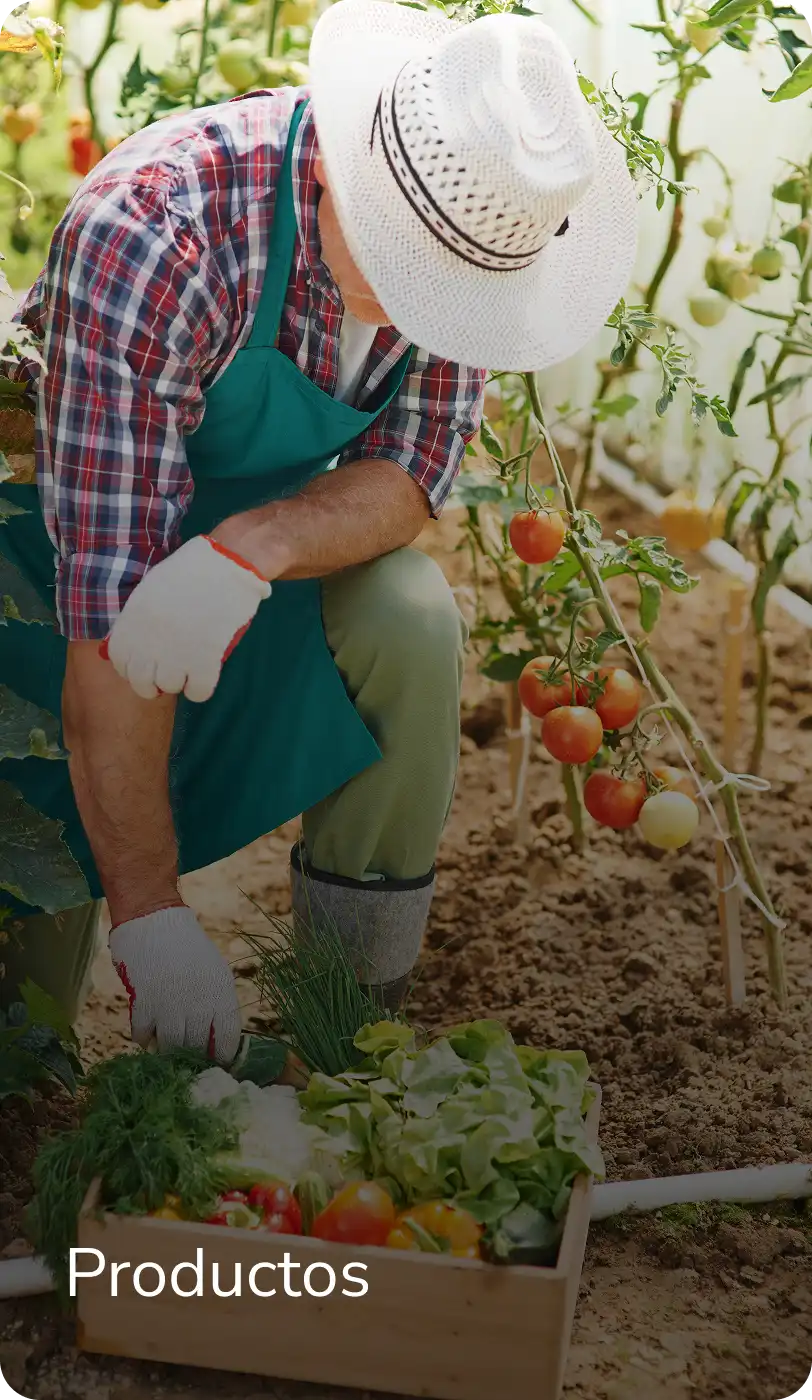 Generación de información y monitoreo para la toma de decisiones estratégicas y la gestión de riesgos en INCOAGRI Group.