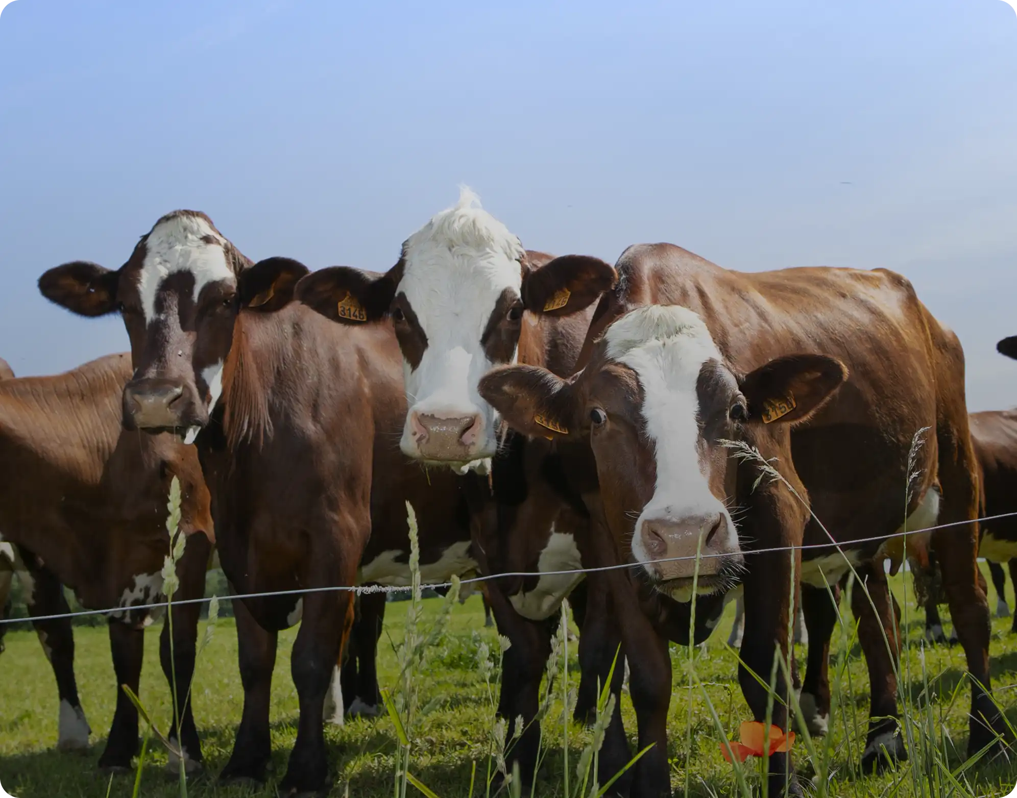 Generación de información y monitoreo para la toma de decisiones estratégicas y la gestión de riesgos en INCOAGRI Group.