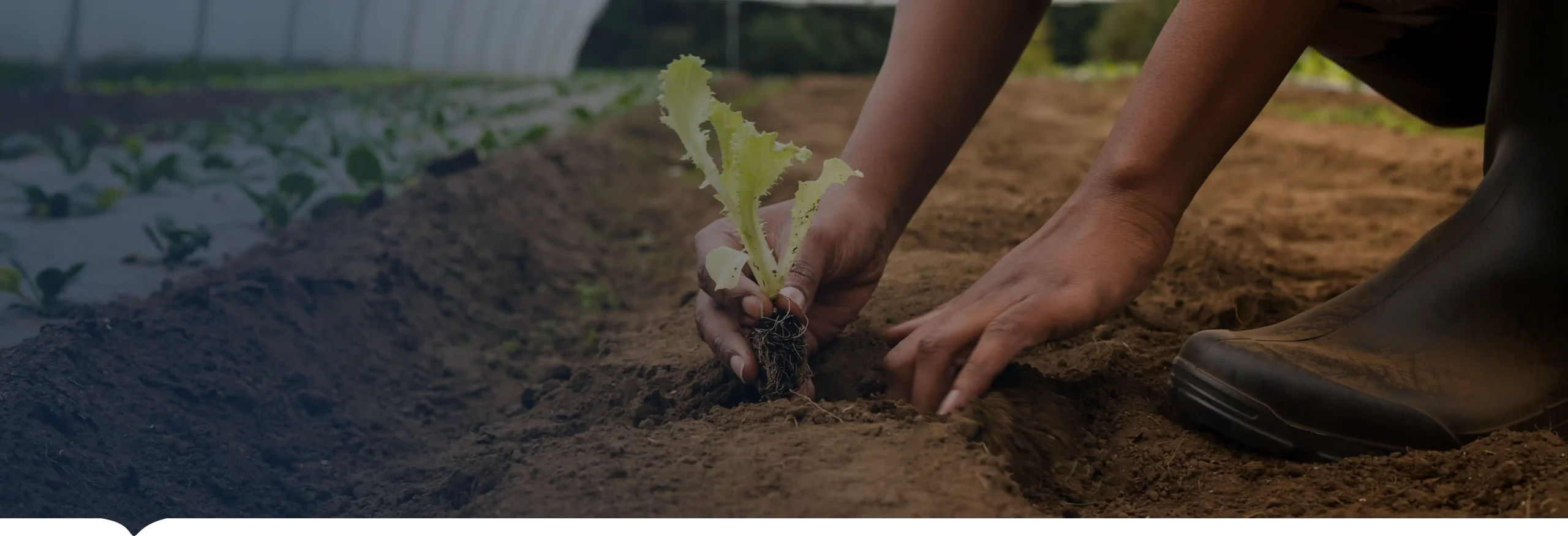 Gestión ambiental y sostenibilidad INCOAGRI Group con alianzas para cooperación externa y proyectos de desarrollo regional.