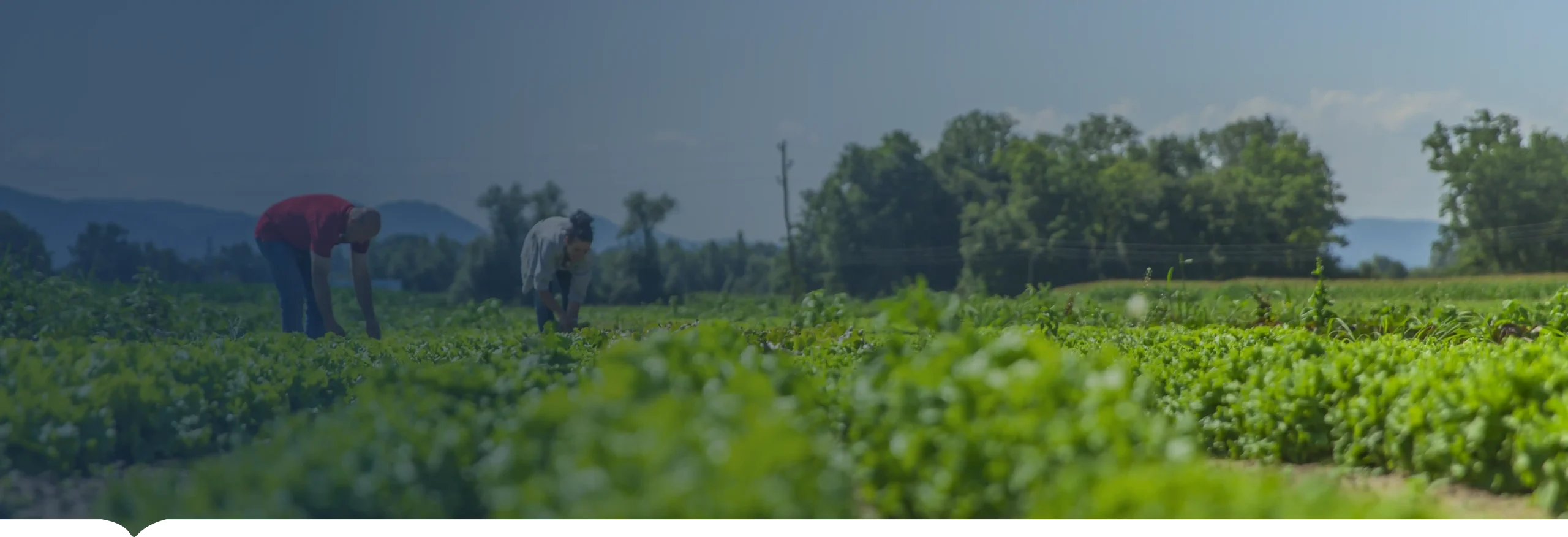 INCOAGRI Group el mejor aliado estratégico para incrementar la competitividad agropecuaria en Latinoamérica.