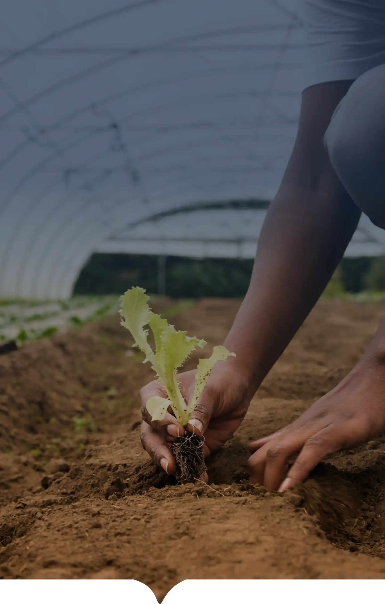 INCOAGRI Group el mejor aliado para el desarrollo integral sostenible y la excelencia agropecuaria.