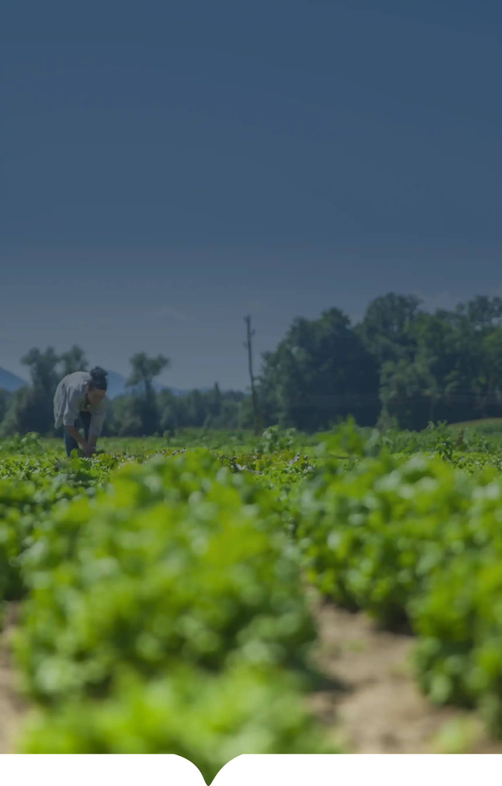 Soluciones integrales de INCOAGRI Group para los sectores agrícola pecuario ambiental y forestal.